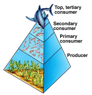 ocean ecosystem biotic and abiotic factors